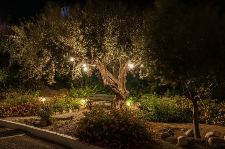 How to light an olive tree: the Amlux answer