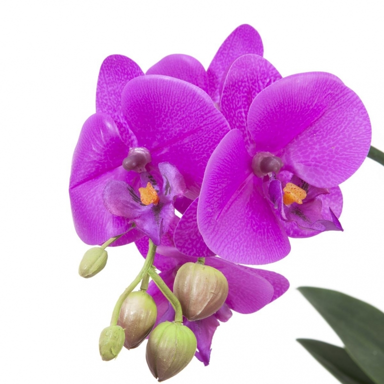 82530348-orchidea-rosa-purple-fiori-flowers-vaso-pot-antico-2-382846.jpg